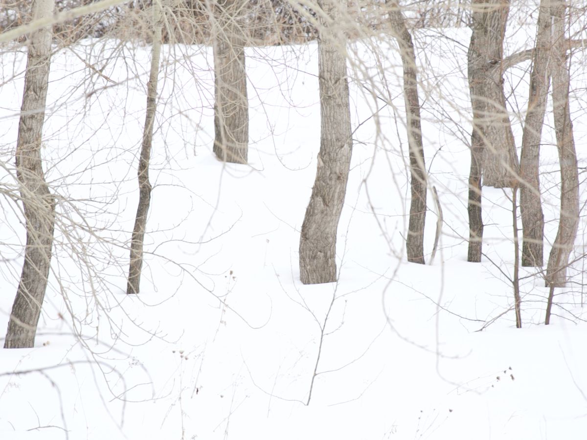 A picture from Elisei Zanko's photo book "March".